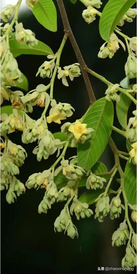 神奇物种的视频,神奇物种绿孔雀