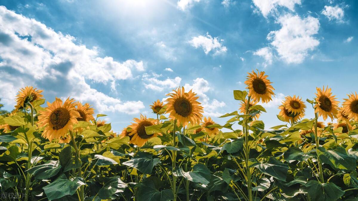 北京景点60周岁哪些免费,北京60岁老人免费景点明细