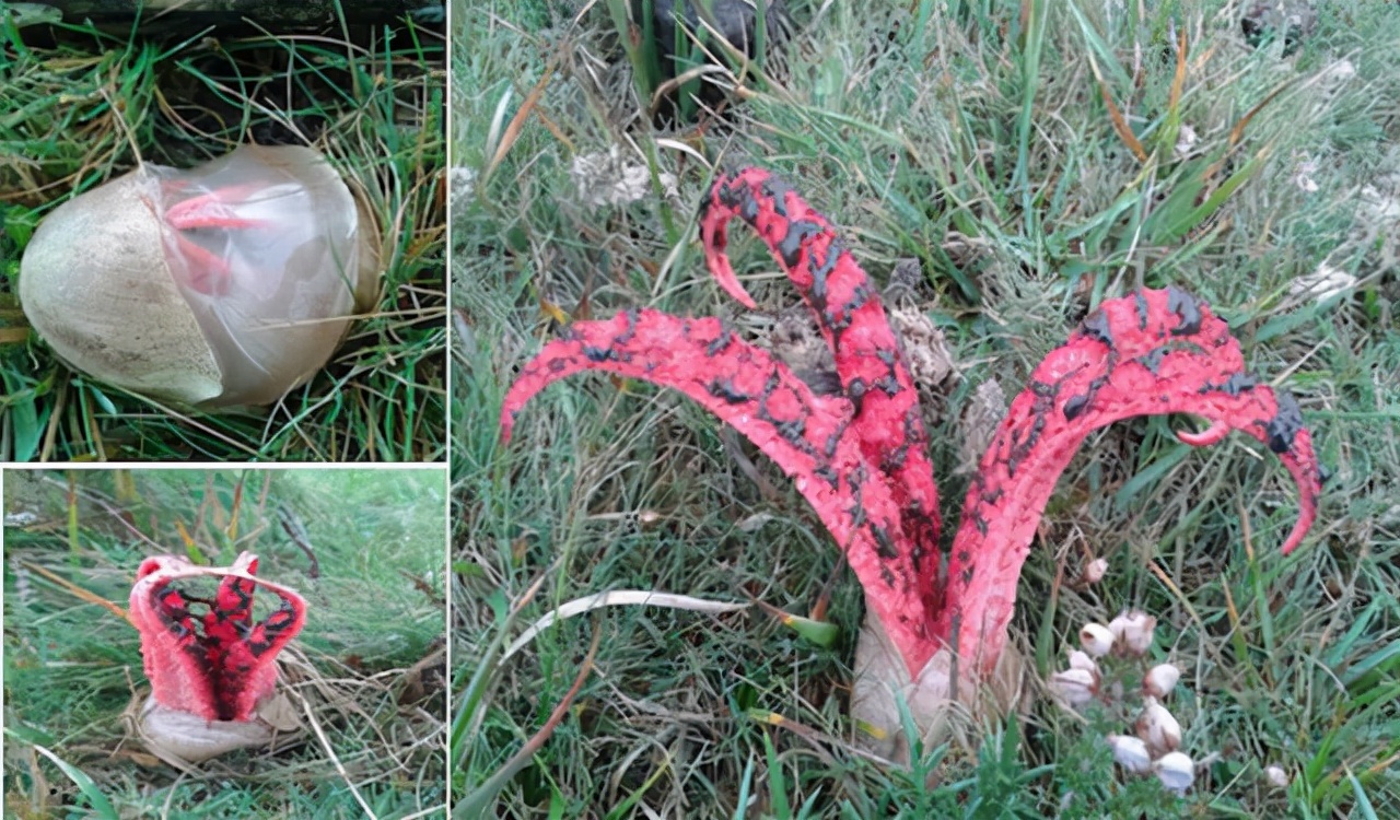 80个难得一见的图片,100个难得一见照片