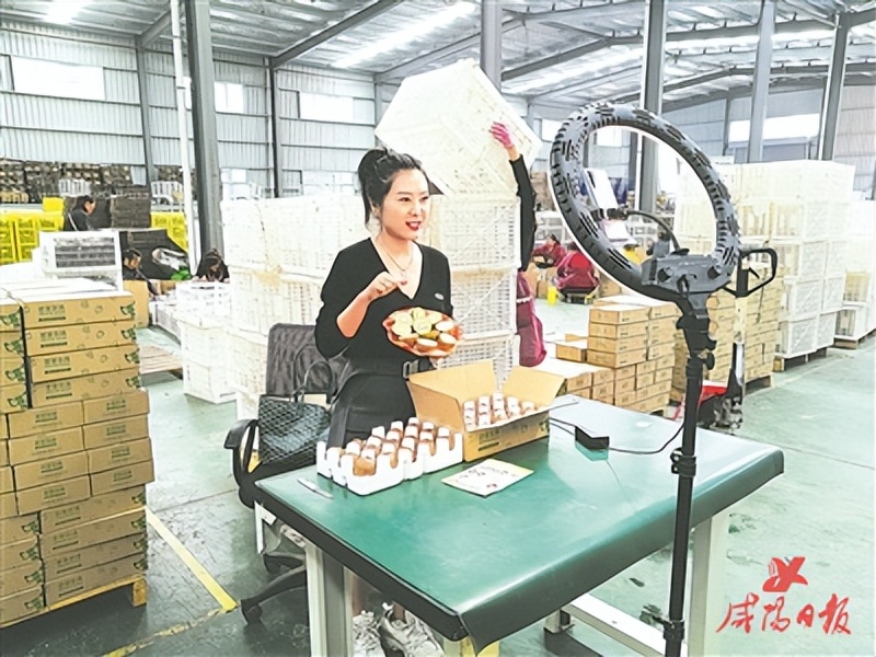 猕猴桃逆袭之路,咸阳的猕猴桃