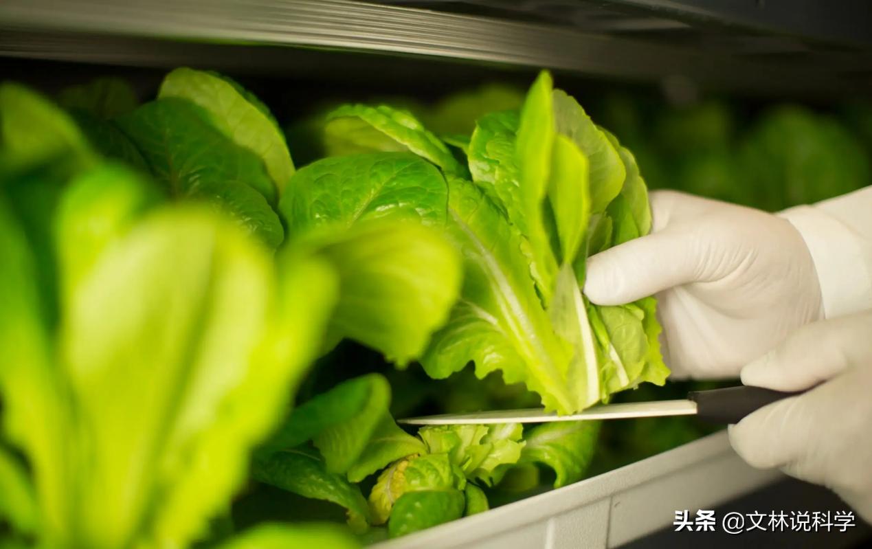 迪拜到底有多富裕看下菜市场,迪拜到底有多富裕