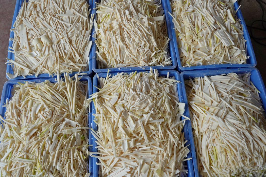 怀集麻竹笋,麻竹笋怀集