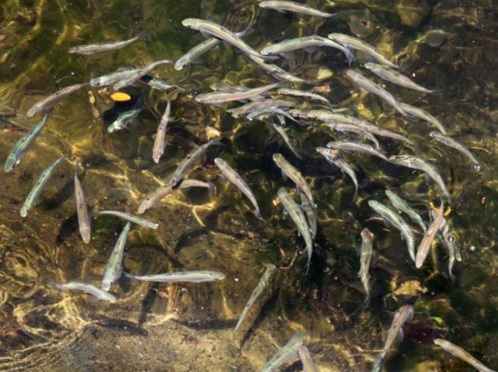 千年草籽万年鱼籽有什么作用,千年草籽万年鱼籽是真的假的