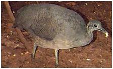 鸟类在分类学中统称为什么,鸟纲分类总表