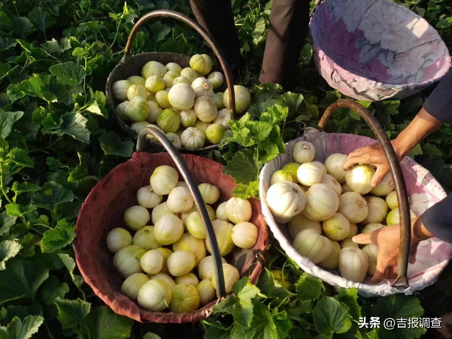 长春德惠大棚香瓜已开园上市,德惠现采摘大个香瓜推荐