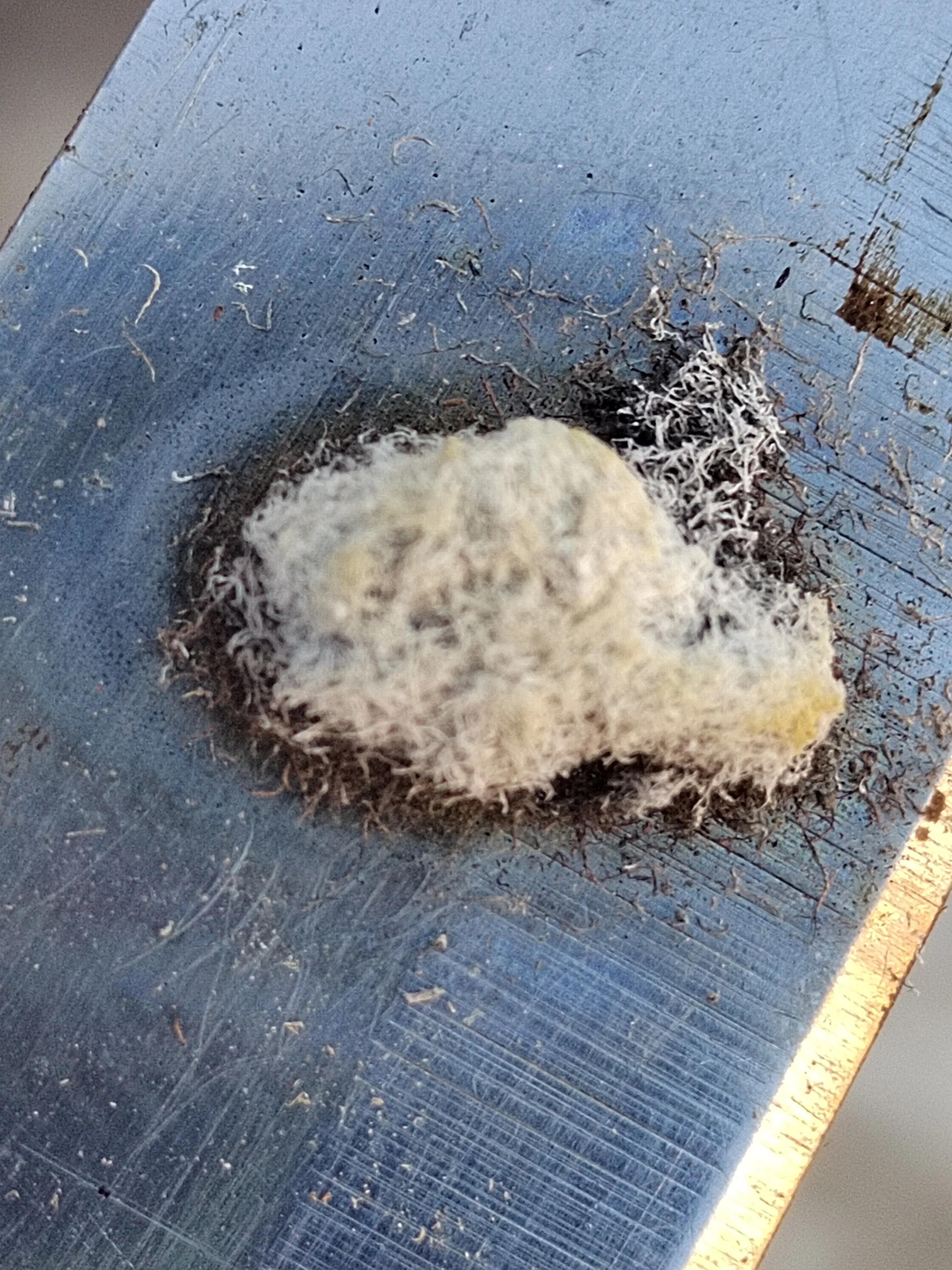 海南霸王岭白奇楠,海南白奇楠和紫奇楠