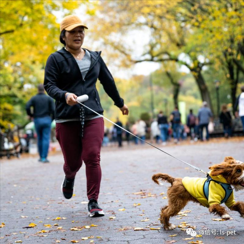 养狗的好处和坏处共9篇,养狗对抑郁症有什么好处和坏处