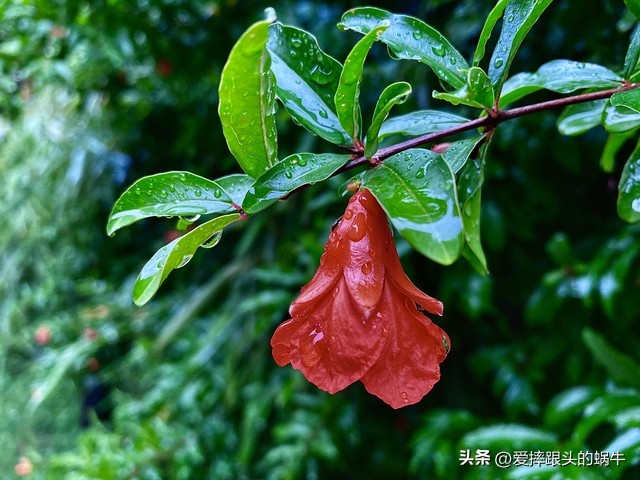石榴花壁纸生如夏花,石榴花盛开的夏天