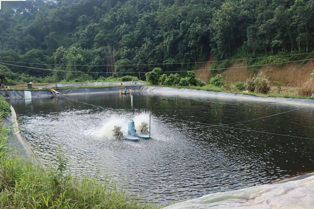 南美白对虾养殖过程中的水质管理,南美白对虾养殖的水质和底质管理