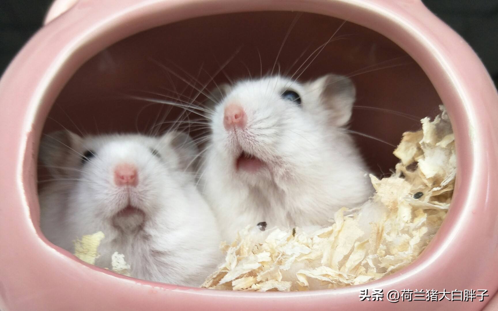 仓鼠饲养八大禁忌仓鼠吃什么蔬菜,饲养仓鼠的十大禁忌有哪些