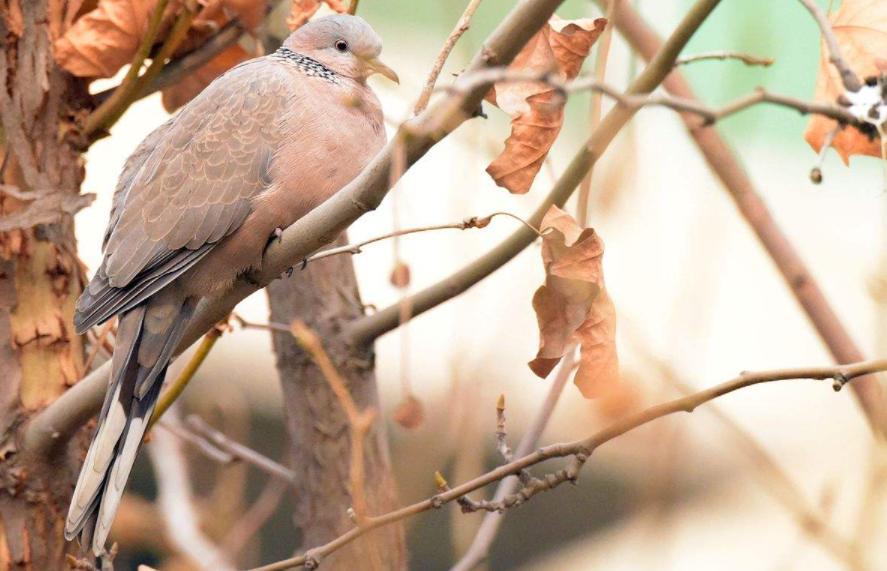 中国常见的斑鸠,斑鸠为何很少看到斑鸠巢穴