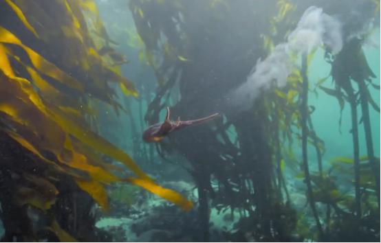 这个男人太大胆，因为夫妻不和谐，转身就爱上了一条章鱼！纪录片