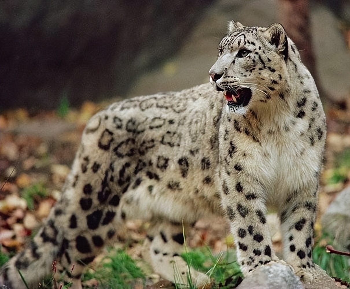 云南农村小伙捡到一只小猫,小伙捡到一只活体小猫