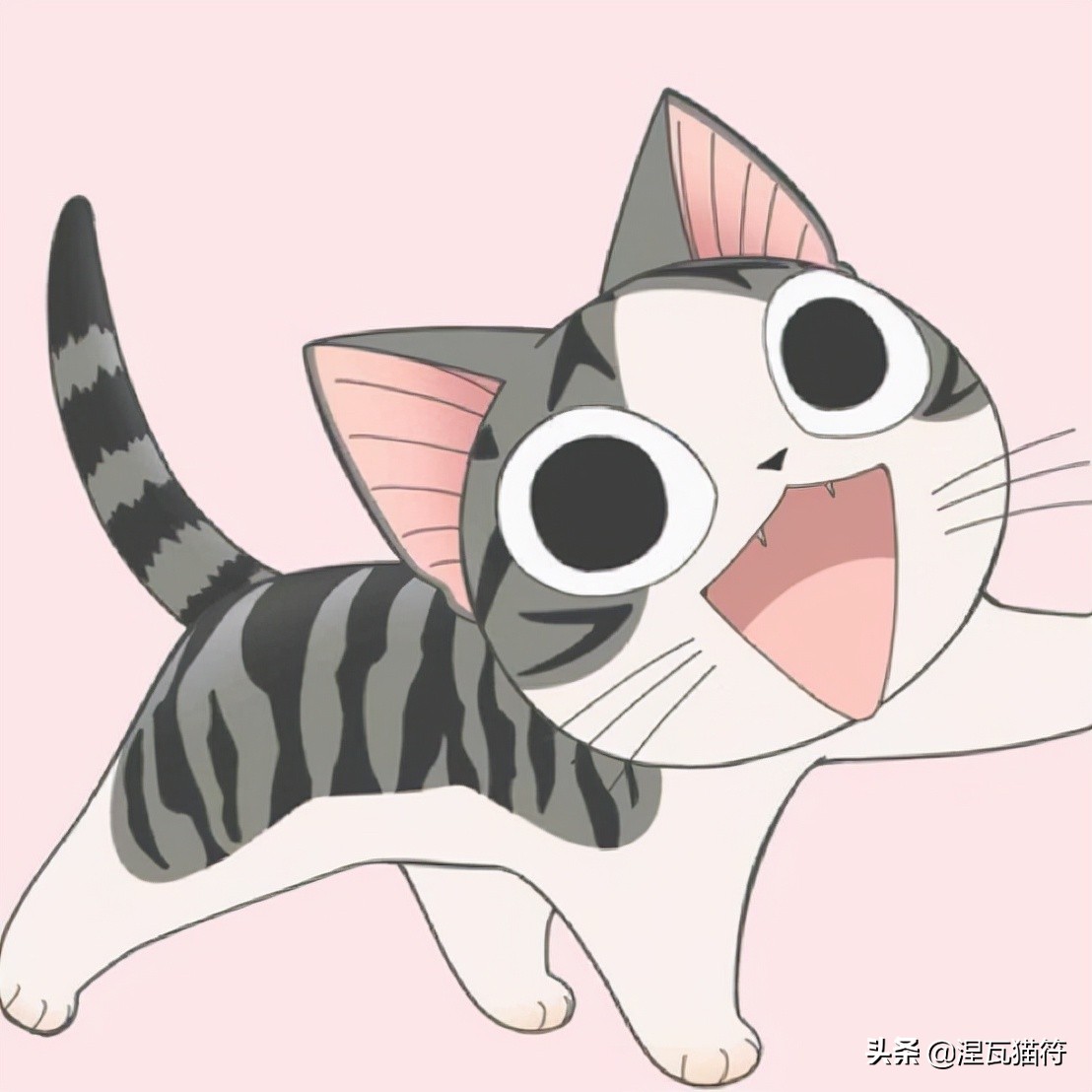 美短棕虎斑成年猫多少钱,美短虎斑猫有白毛领