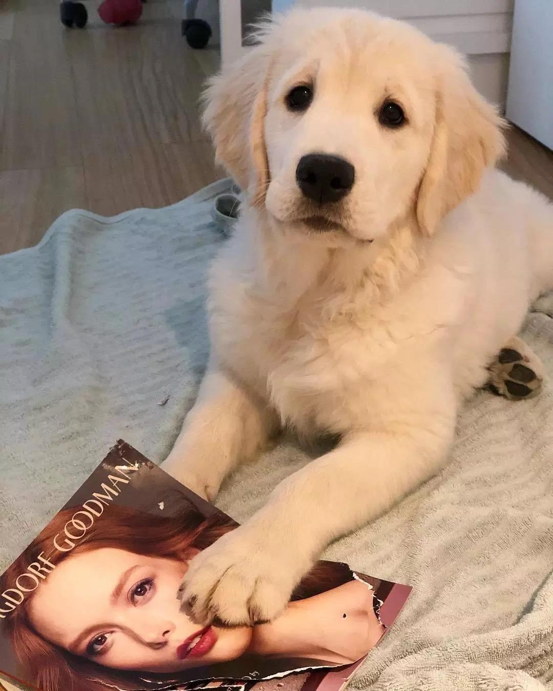 大金毛真的是太暖心了,大金毛到底有多可爱