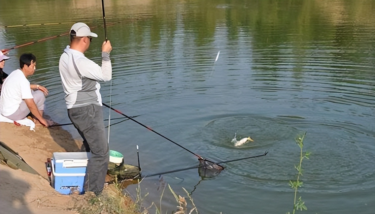 黑坑窝里总是聚不到鱼,黑坑钓起来的鱼怎么处理