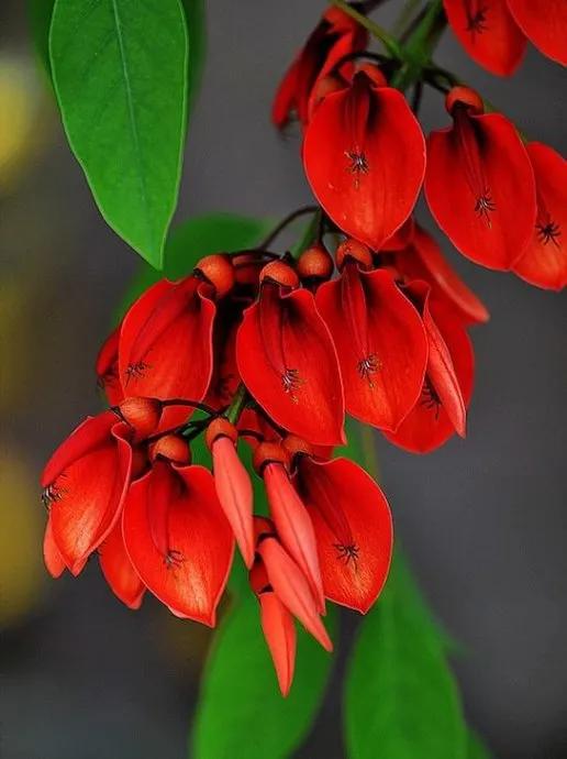 世界各国国花一览表,南美洲各国国花