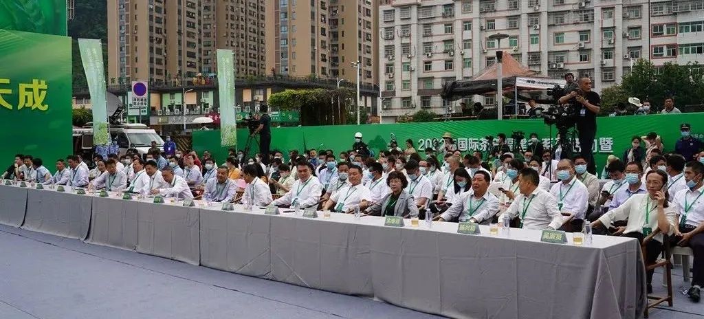 上海浦东大田美人茶迎来开茶季,海峡两岸美人茶大会福建大田举行