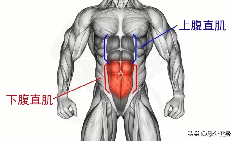 怎样锻炼腹肌最快最有效的方法,锻炼胸肌腹肌最有效的训练方法
