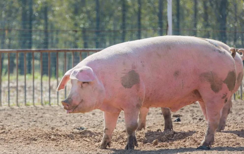 猪饲料未来价格趋势如何,饲料价格走势猪饲料