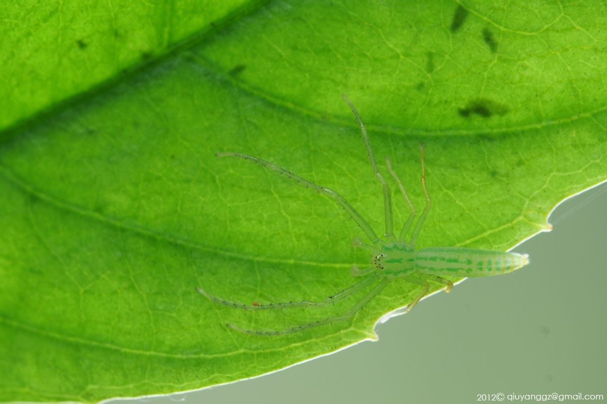 全球十大蓝色动物盘点,全身绿色站立的动物