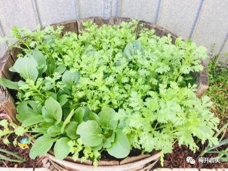 在澳洲种菜日记,我在澳洲学医