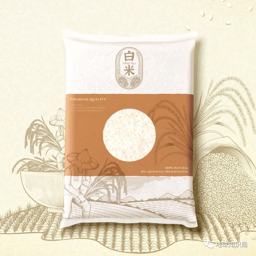 泰国米，从小吃到大|地球知识局
