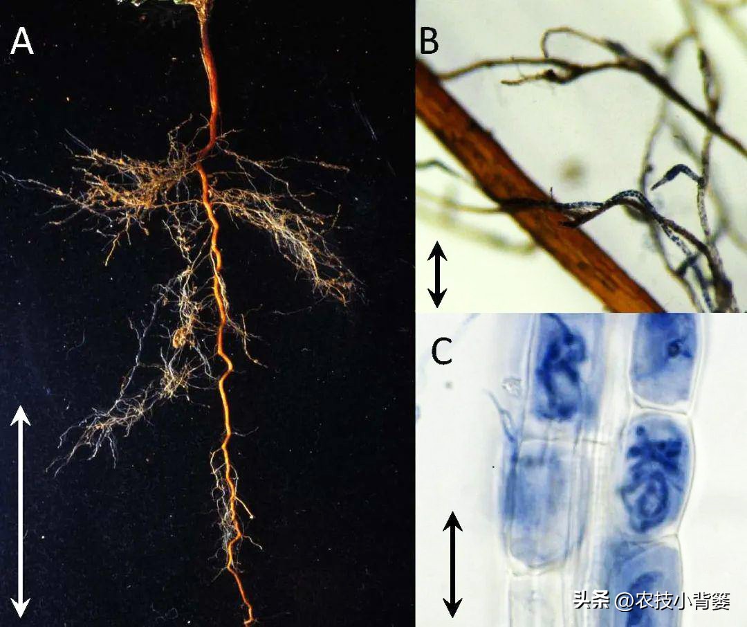 蓝莓栽培实用技术,蓝莓基质栽培水肥应该用多少