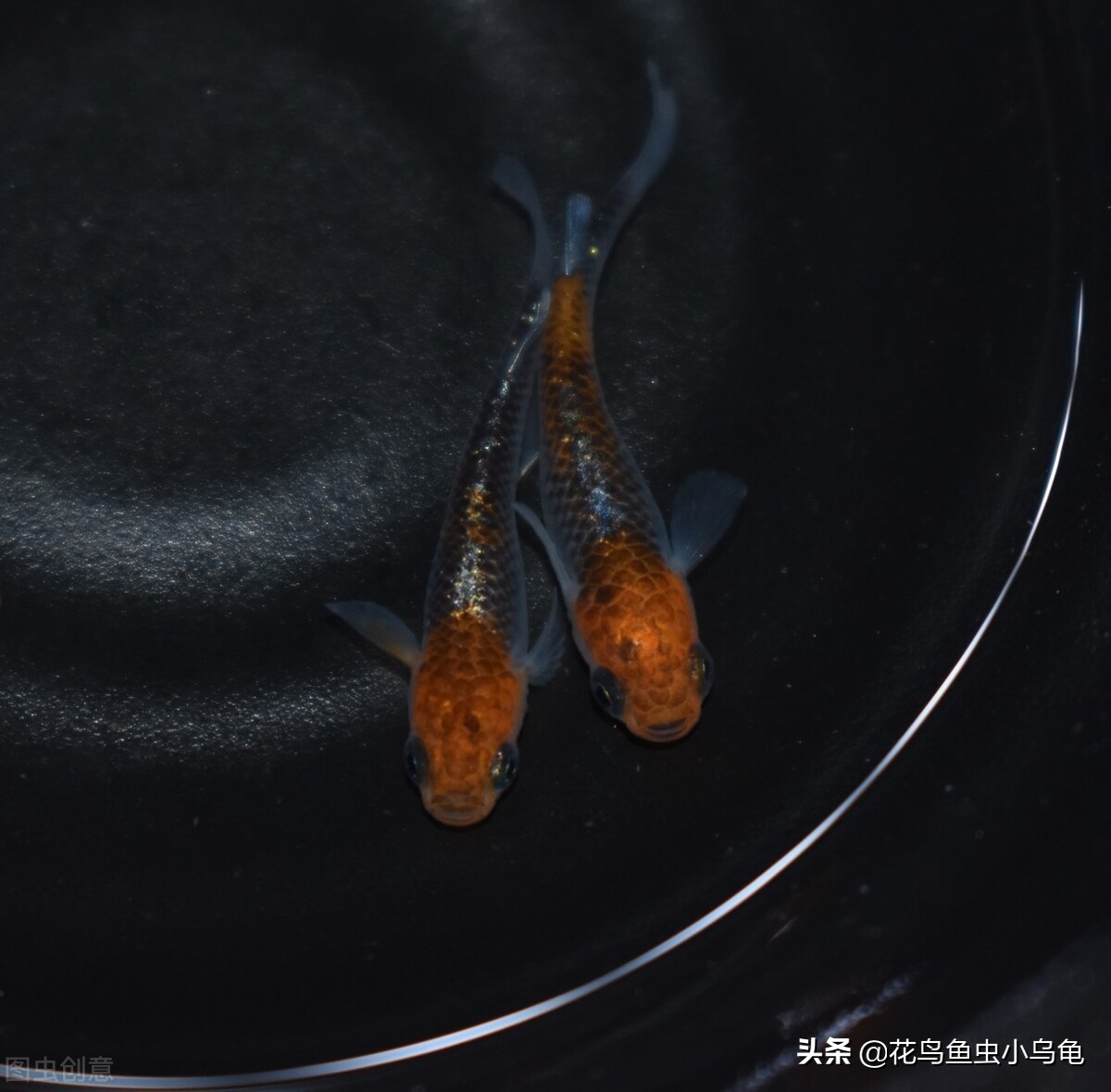 观背青鳉从卵孵化到长大需要多久,观背青鳉鱼卵如何提高孵化率