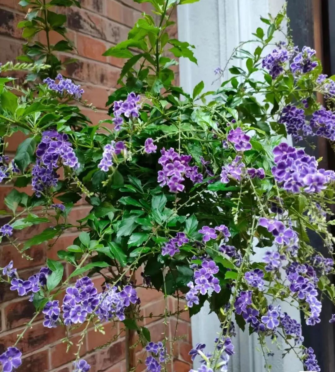 30款经典蓝紫色开花植物!别拉我,就让我坠入这梦幻的漩涡