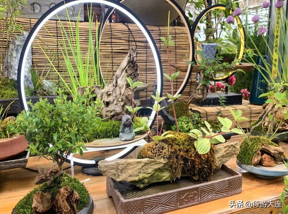 大连花市哪里最好玩,大连的花市有哪些