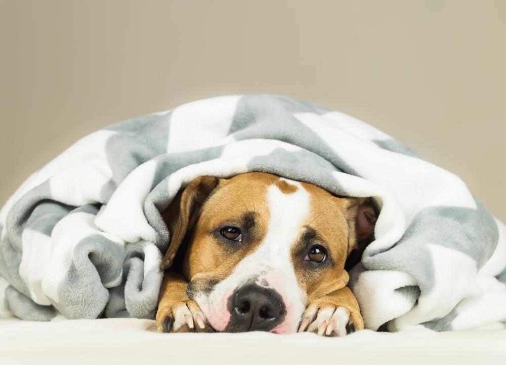 狗狗吃东西错误喂法,狗狗吃东西快怎么改正