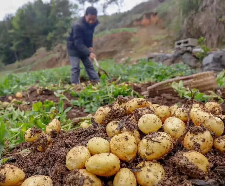 家乡的土豆真好吃,哪个地方的土豆最好吃最有营养