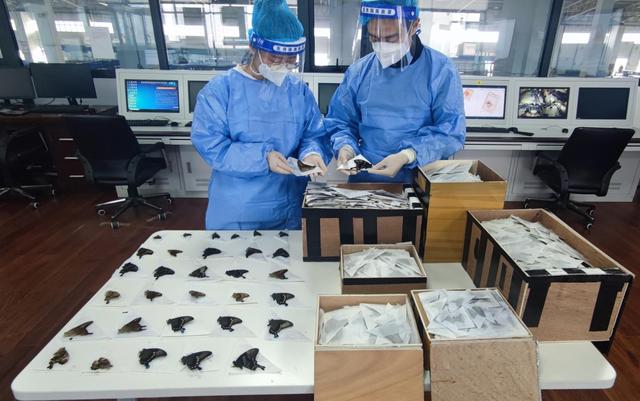 苏州海关查获枚濒危蝴蝶标本,海关查获259管昆虫标本