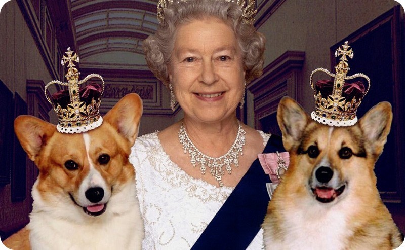 关于“柯基”的15条冷知识，知道10条以上，说明你很爱狗