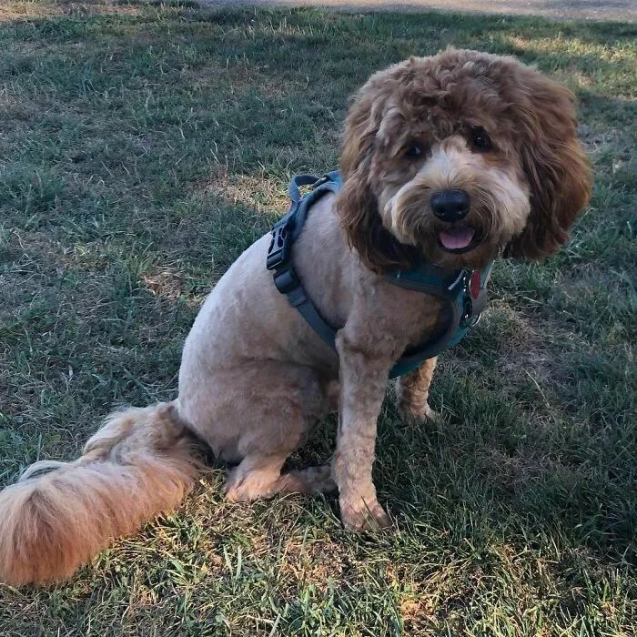 夏天来了要给猫剪毛吗,夏天怎么给狗修毛