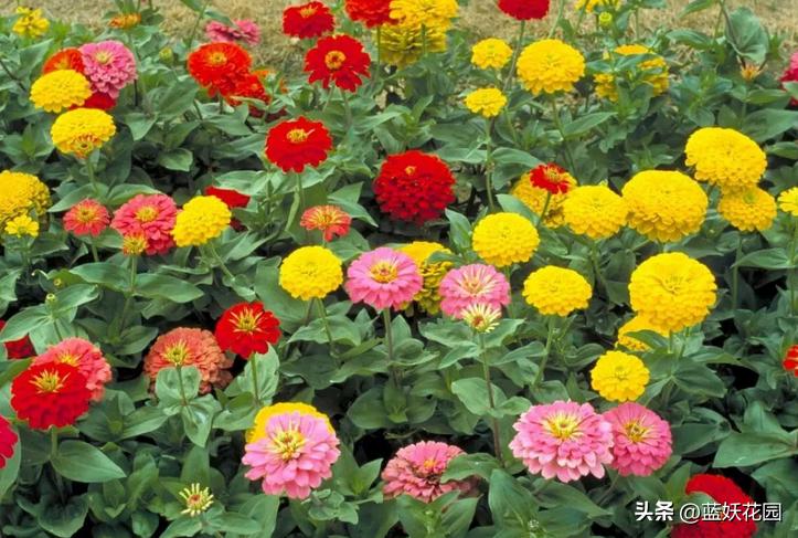 夏季开花的兰花品种有哪些,最适合室内养的8种开花植物