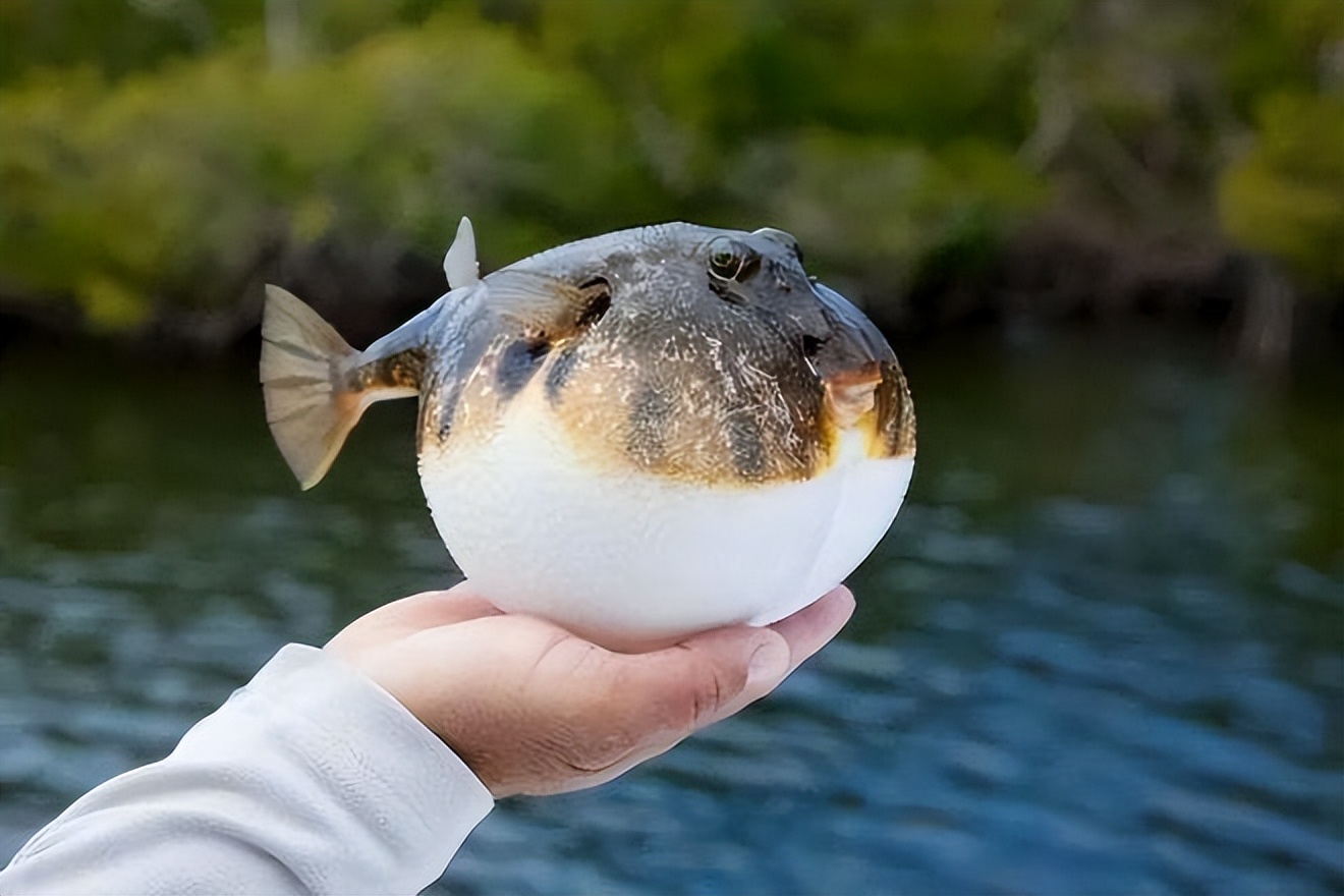 中国养殖河豚鱼,中国河豚鱼市场