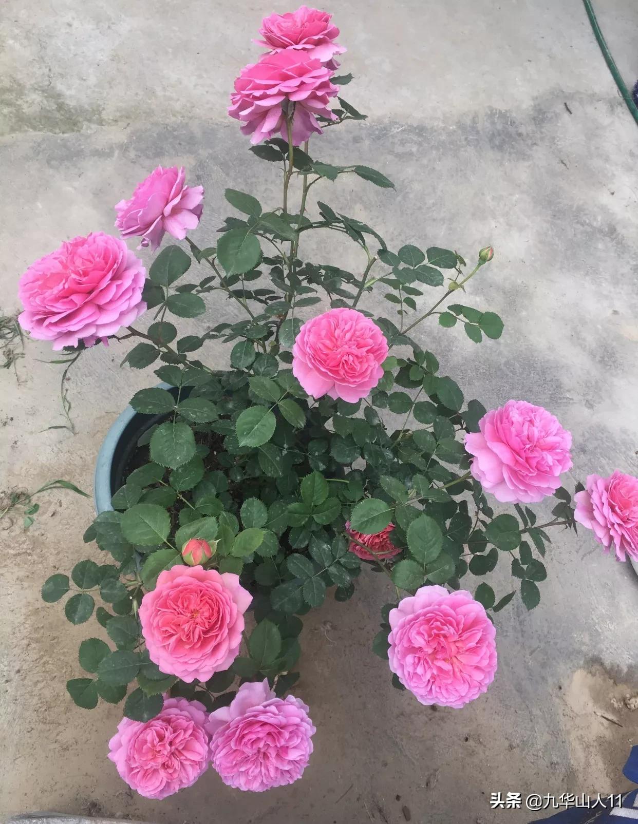 大花浓香勤花的月季品种,大花月季品种介绍大全图片及价格