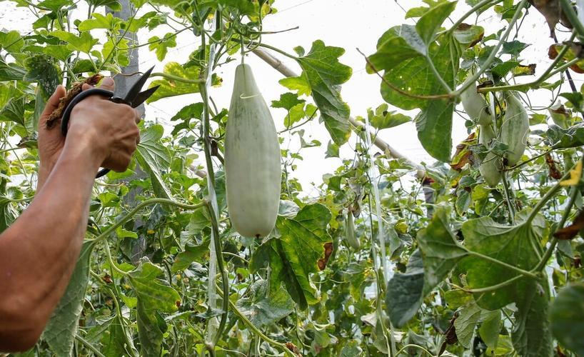 种植什么农作物最赚钱农村,农村种植什么经济作物最赚钱