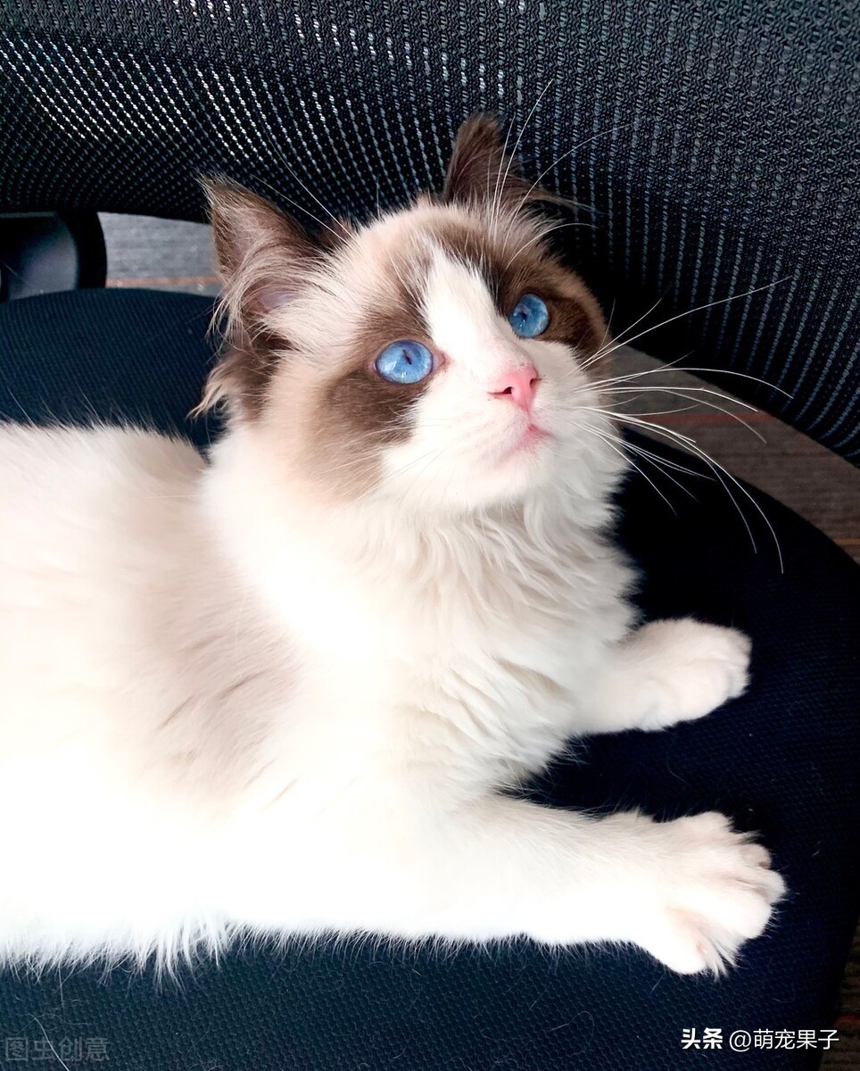 养布偶猫都要注意什么,养布偶猫最忌讳什么