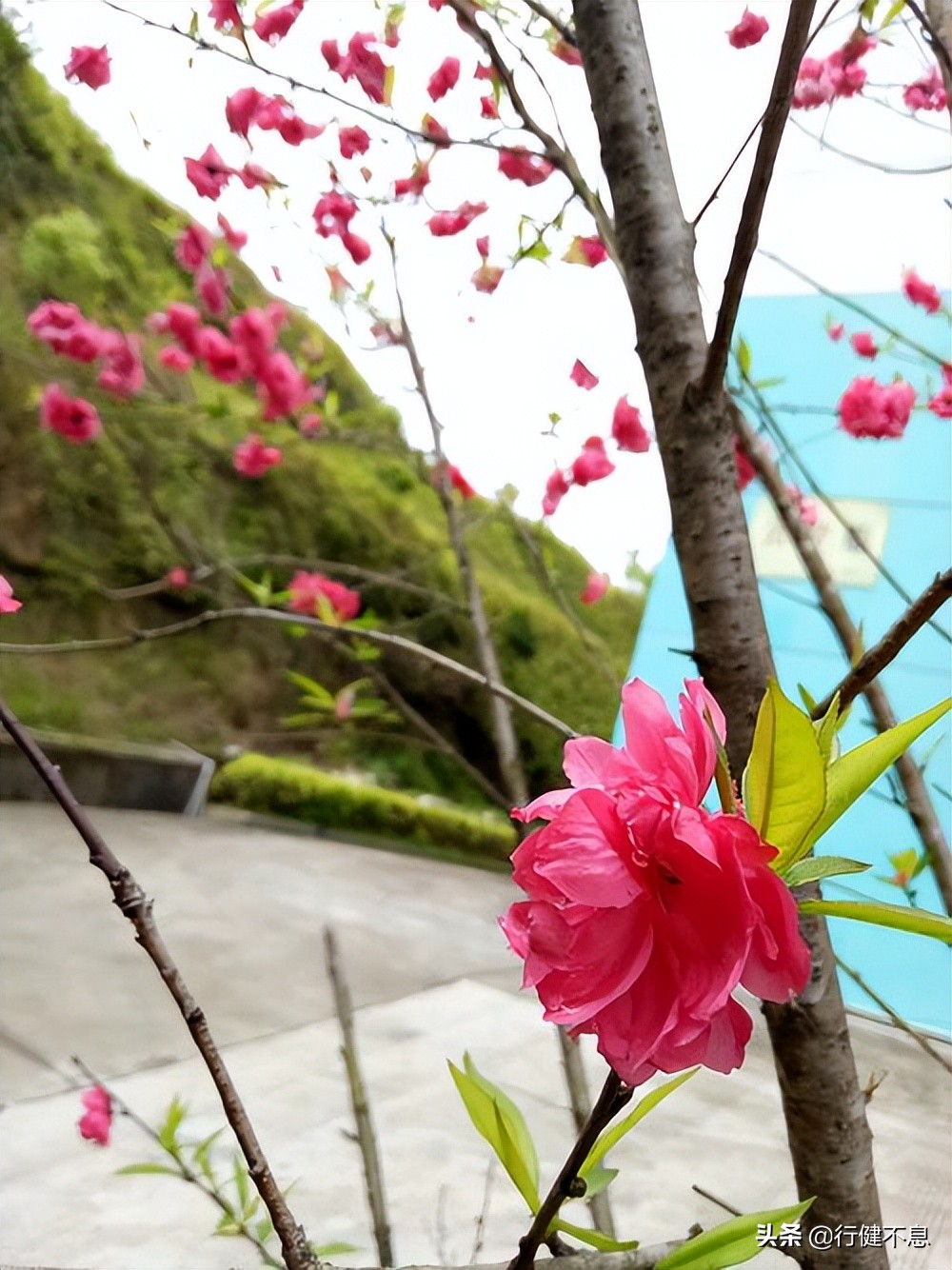 一枝红杏出墙来诗词图片,8首歌咏杏花唯美古诗词