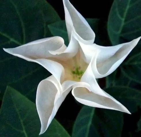 五星花有什么特点,五星花最漂亮的品种