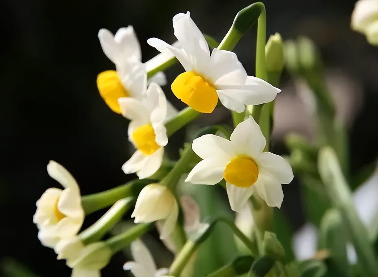 植物识别小口诀，总结的太全了！