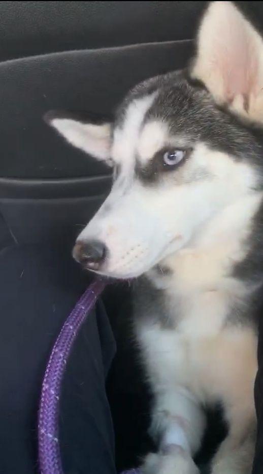 细小治愈后还是没精神,细小治愈了站不起来了