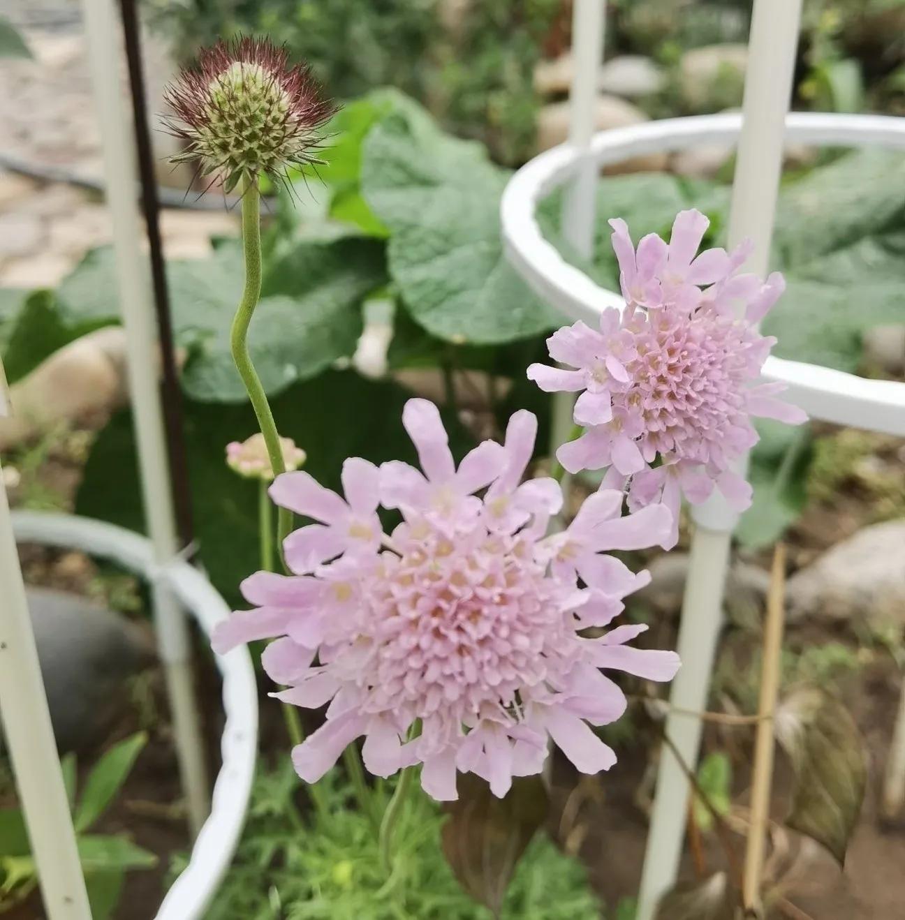 高温天气盼雨来,高温的炙烤