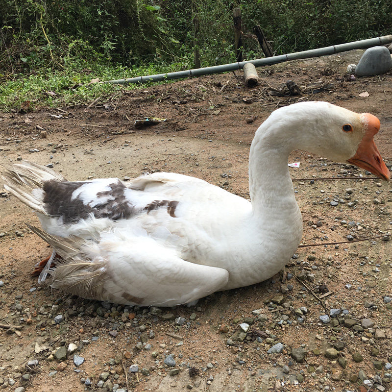 古今十副最长经典对联,民间最经典的十几句对联