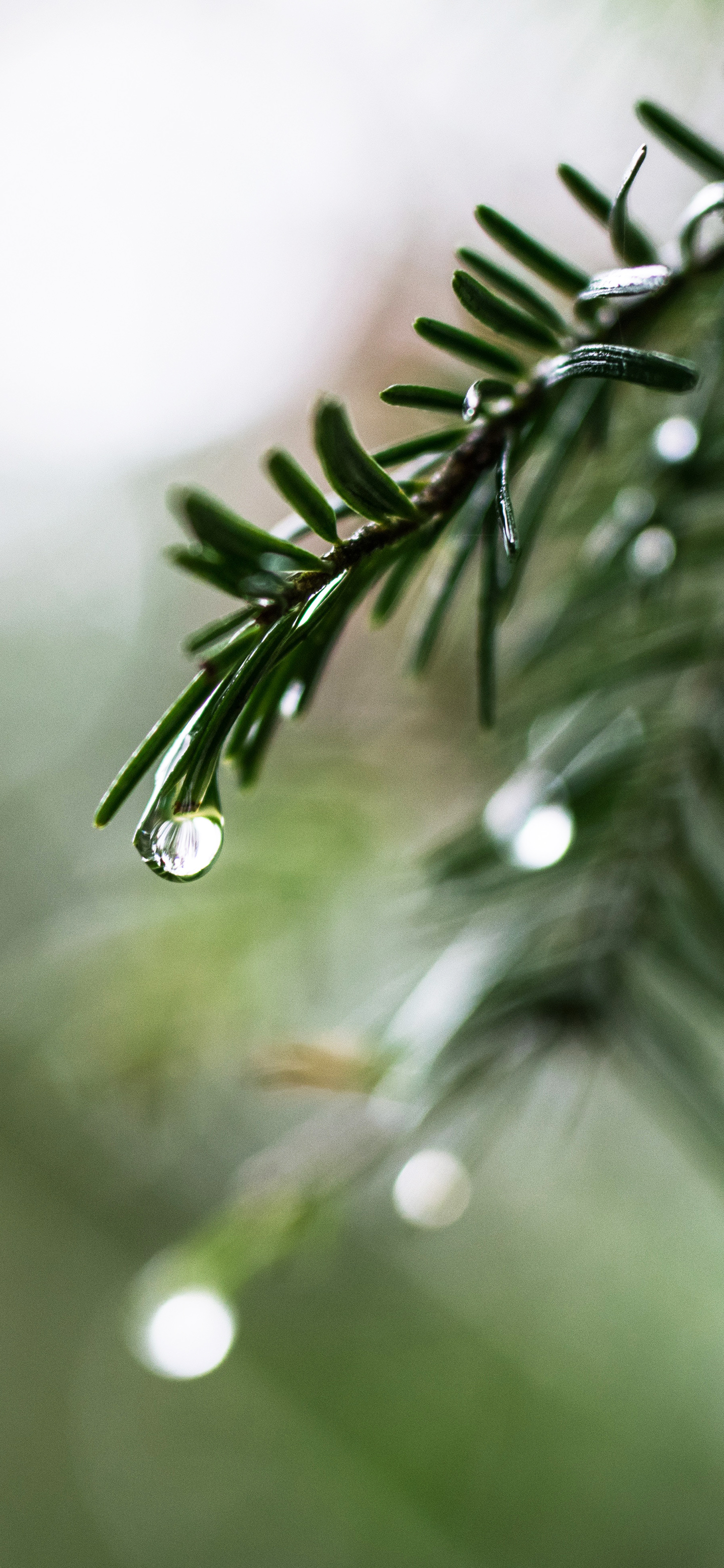 绿色全屏8k裸眼5d壁纸植物,绿色植物图片唯美高清壁纸