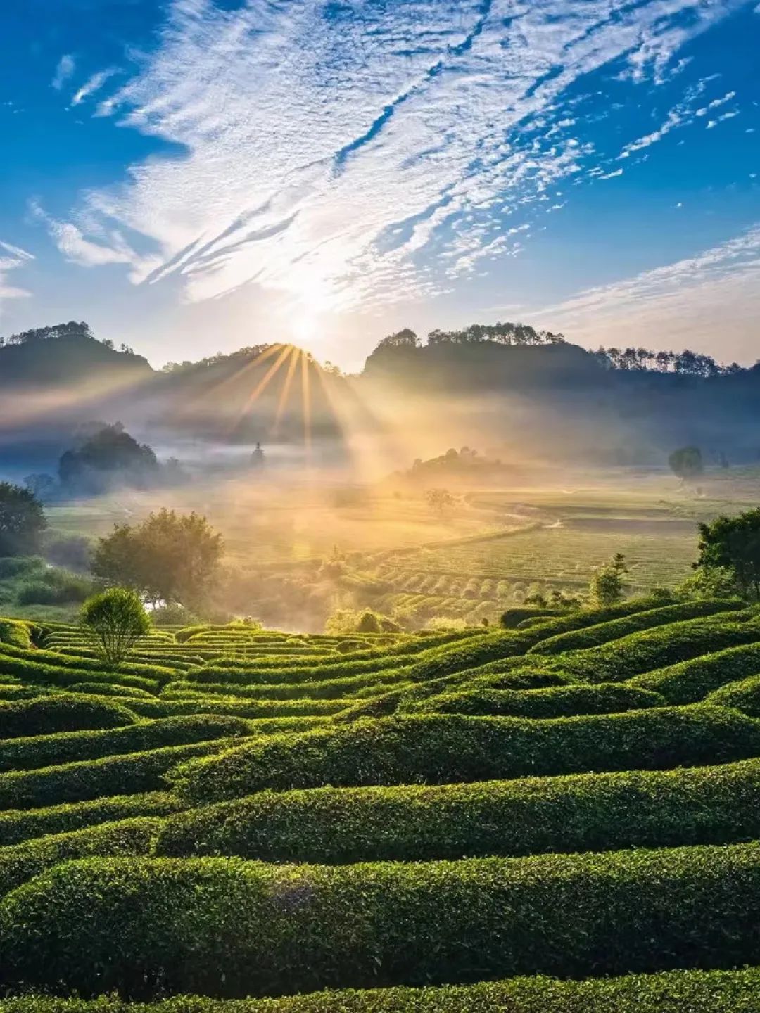 如何了解武夷山茶,探寻武夷