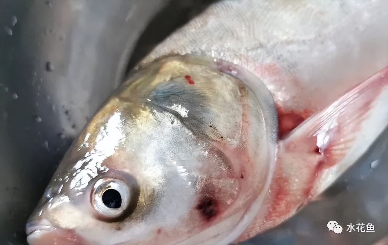 细菌性败血症鱼怎么治,淡水鱼败血症治疗